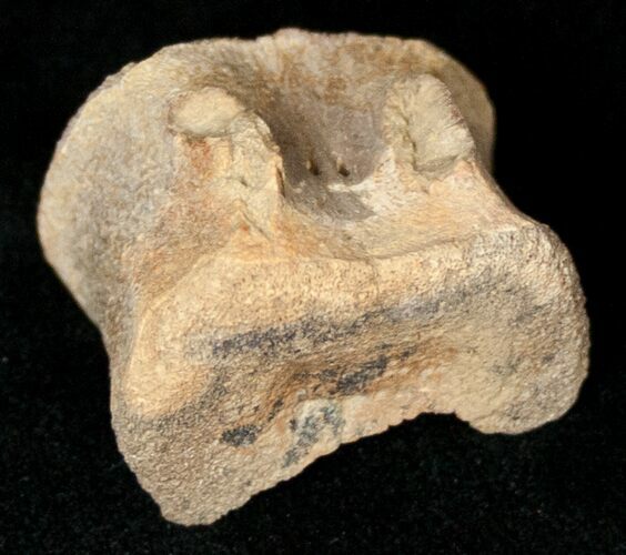 Partial Hadrosaur Caudal (Tail) Vertebra #17670